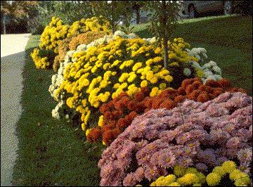 Chrysanthemum garden perennial - varieties and description