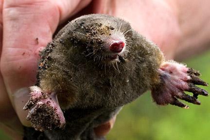 How to deal with moles in the garden? Tips for summer residents