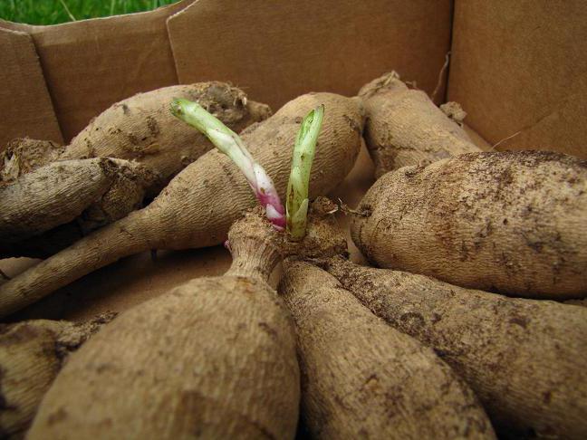 How to store dahlias in a cellar? Dahlias: storage of tubers in winter