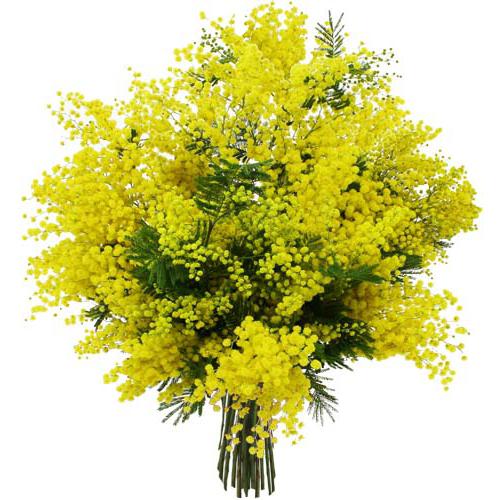 How to store a cut mimosa, prolong the joy of spring days?