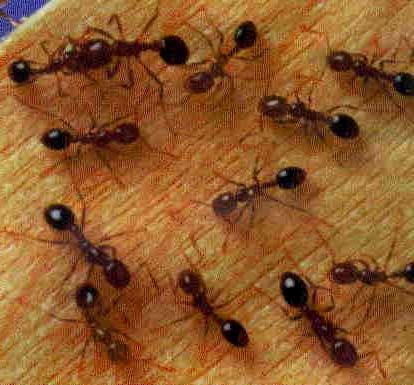 how to get rid of red ants in the apartment