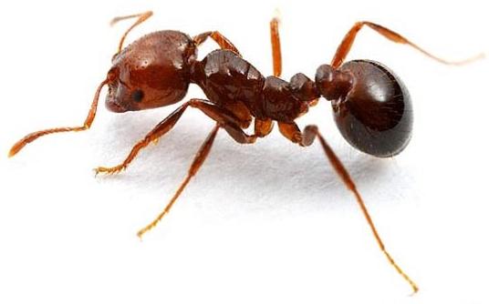 How to get rid of red ants in an apartment quickly and forever?