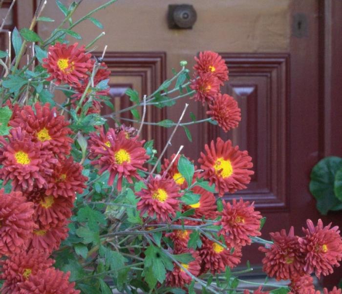 How to hide chrysanthemums in the garden for the winter?