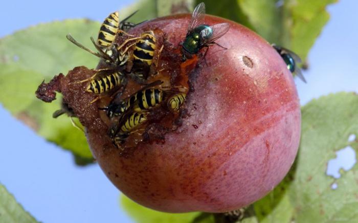 What smell scares the wasps 