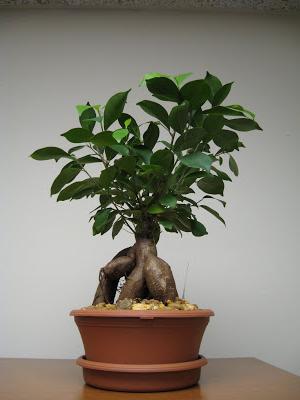 Flowers ficus