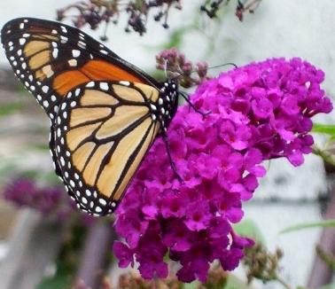How to plant a lilac: basic rules