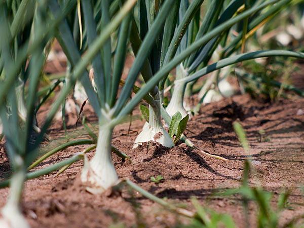 bow sowing planting for the winter