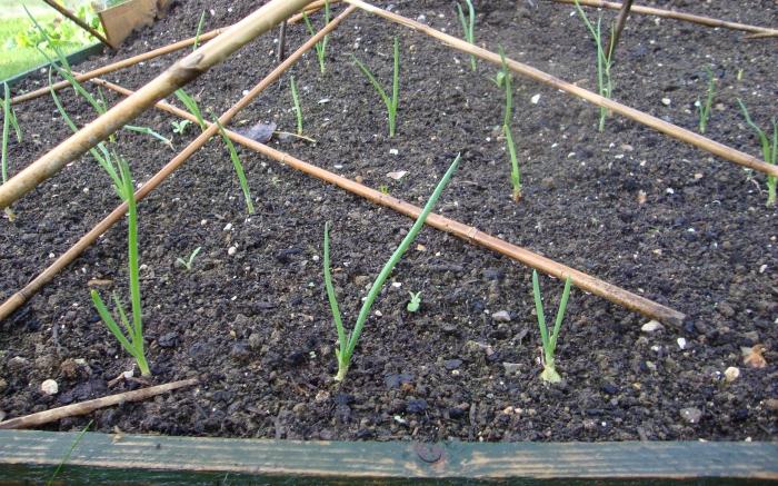 onion planting for winter