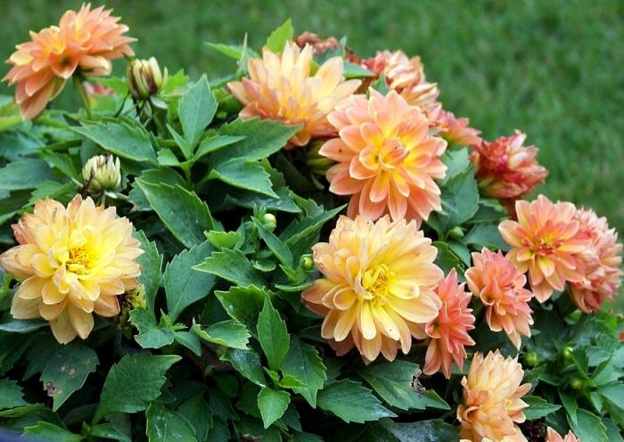 All about dahlias