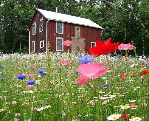 lawn sowing