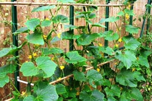 How to make a greenhouse for cucumbers with your own hands
