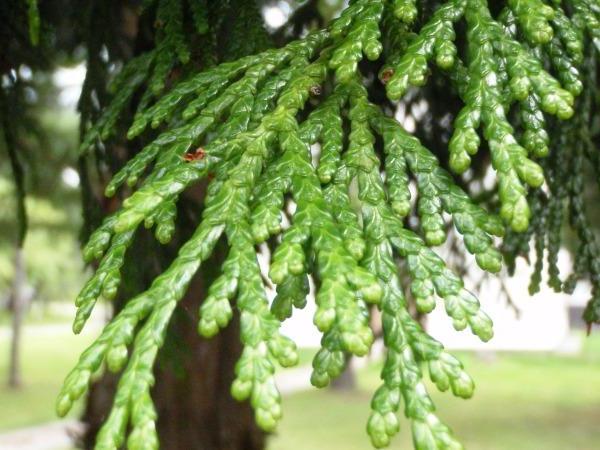 cultivation of thuja