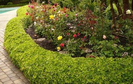 How to choose a garden border for your site?