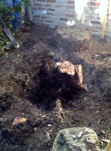 How to uproot a stump: basic rules