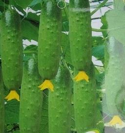 How to grow a good cucumber 