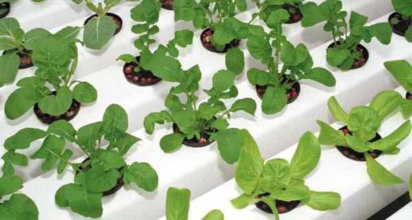 arugula on the windowsill growing out of seeds