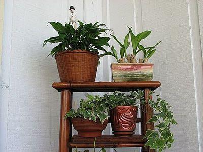 What fertilizers are needed for indoor plants?