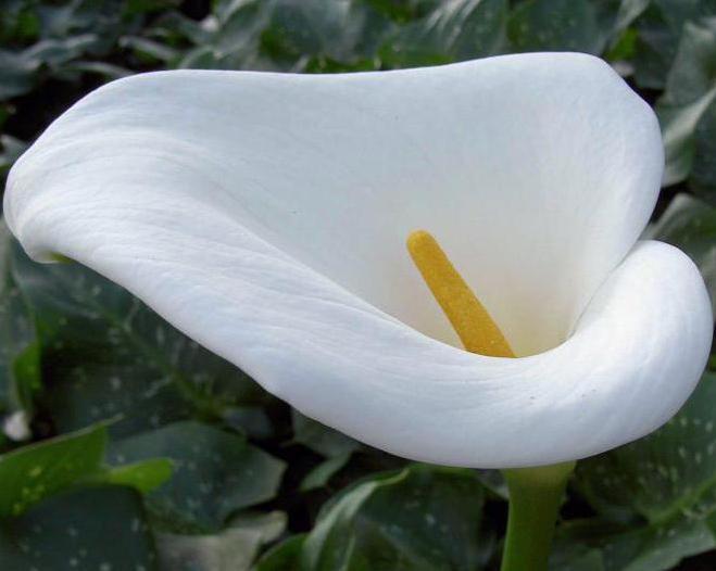 calla Ethiopian photo