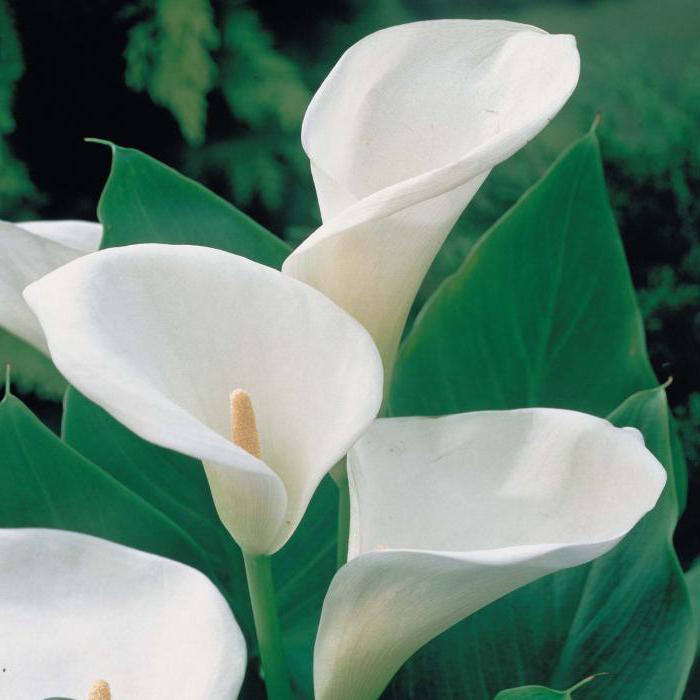 Calla Ethiopian White