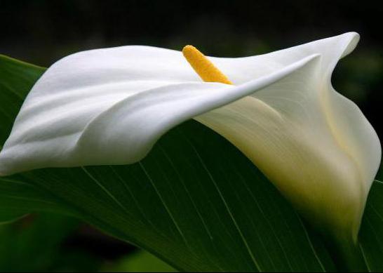 Ethiopian calla planting and care