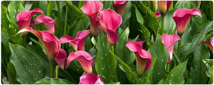 Calla in the pot: home care, planting and rearing