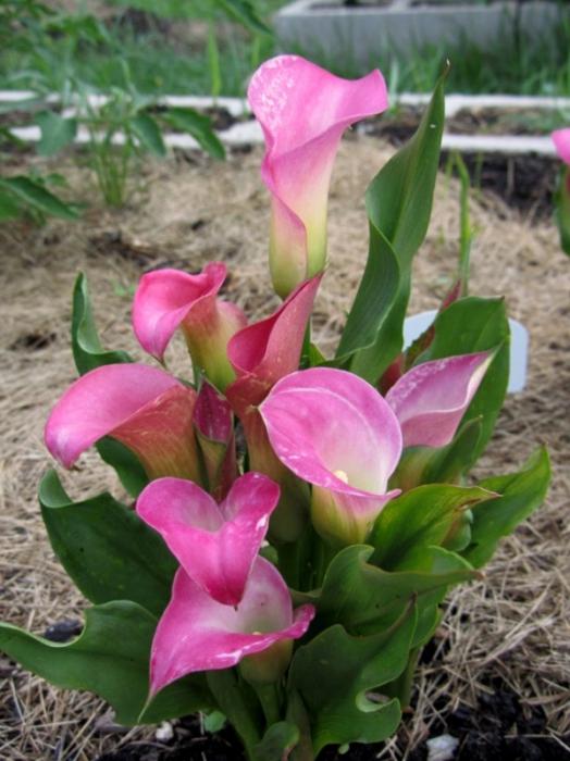 Flowers calla (care)