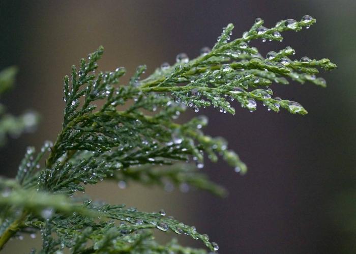 Cypress: caring for the plant at home