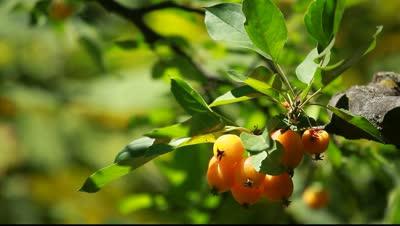 Chinese apple tree