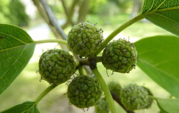 strawberry tree pictures