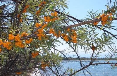 When and how to collect sea buckthorn?