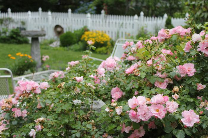 Beautiful park roses: varieties for the Moscow region (photo)