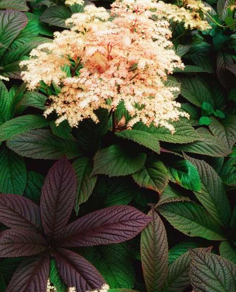 rodgersia planting and care