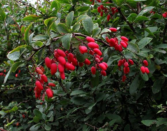 Shrubs for hedges fast-growing