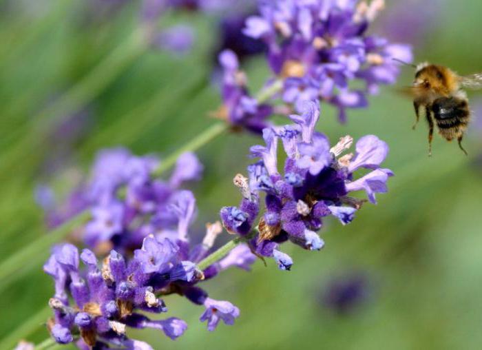 lavender planting and care in the Leningrad region