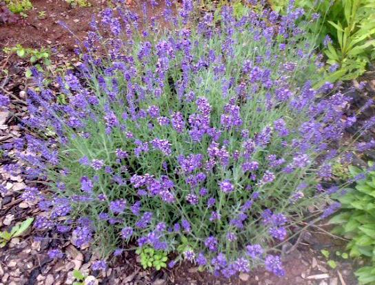 lavender in the Leningrad region planting and care