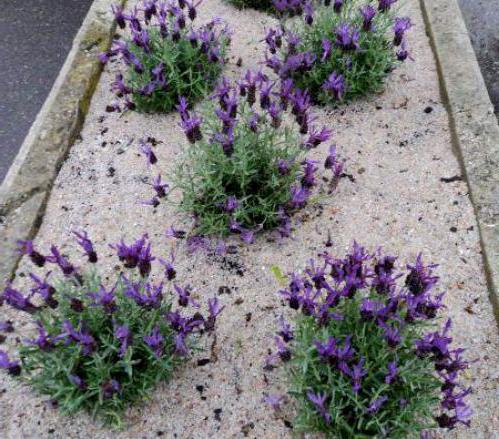 lavender in the Leningrad region 