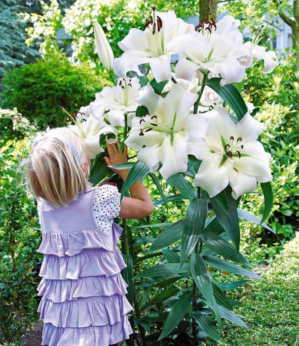 lily tree as they hibernate