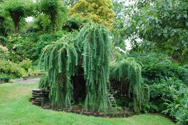 Larch European on the stem