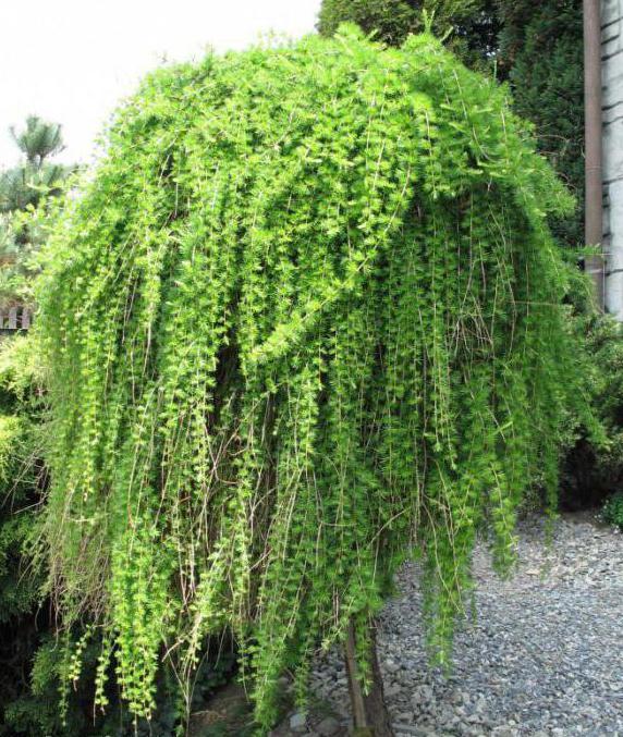 larch Pendula