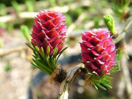 larch Diana on the stem