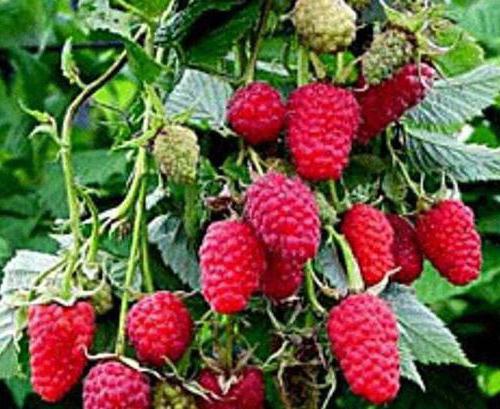 Early varieties of raspberry raspberry for the Moscow region