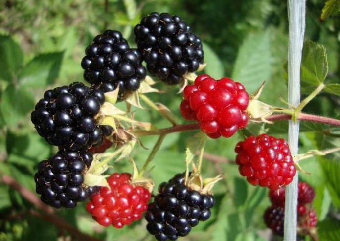 The best varieties of raspberry raspberry for the Moscow region with a high yield