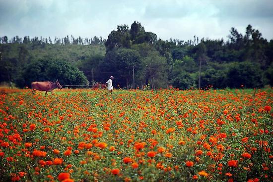 calendula for hair