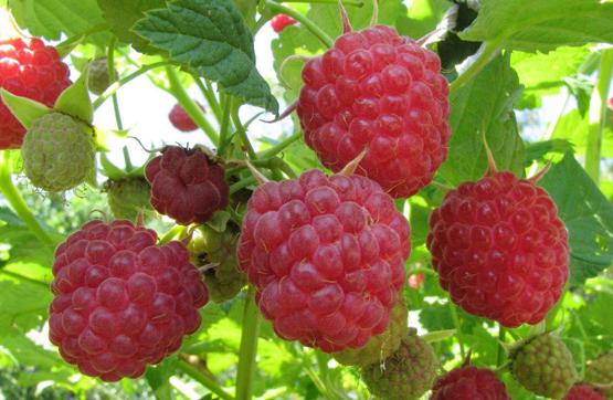 varieties of raspberry raspberry for siberia