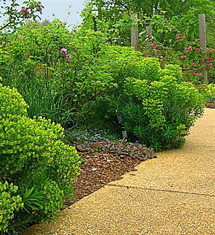 Euphorbia in the garden