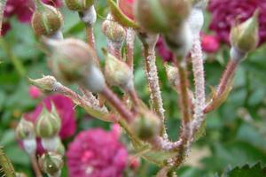 Powdery mildew on a rose: how to fight?