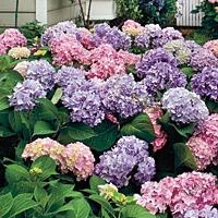 Do I need to cut a hydrangea for the winter: tips for gardeners?