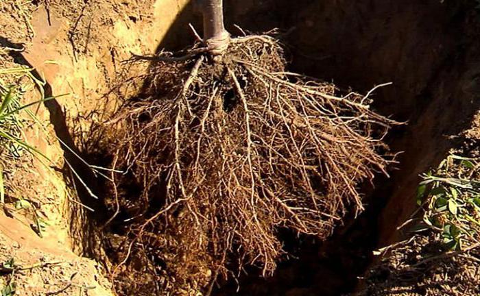 planting apple trees with a closed root system