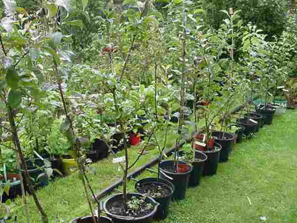 how to plant an apple tree with a closed root system