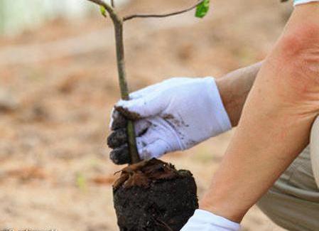 apple type of root system